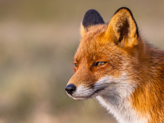 Fototapeta premium Head of a Red fox