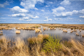 Raised bogs swamp Landscape © creativenature.nl
