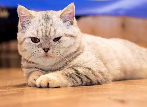 Little grey scottish cat cat lying on the floor warm filtered