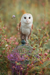 Nice owl sitting on the vintage cage in the blooming field, looking forward