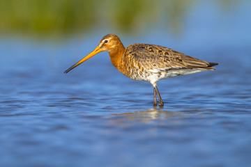 Female Black tailed Godwit