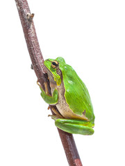 European Tree frog