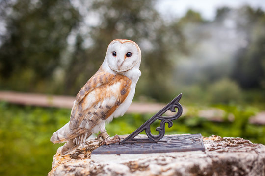 Fabulous owl sitting on the sundial