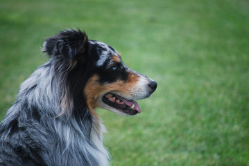 Blue-eyed Aussie/Merle colored blue-eyed australian shepherd in profile against a grassy background.