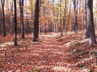 Autumn Forest