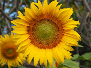 Fototapeta premium closeup sunflower and working bee nature background