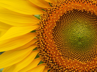 Closeup sunflower nature background