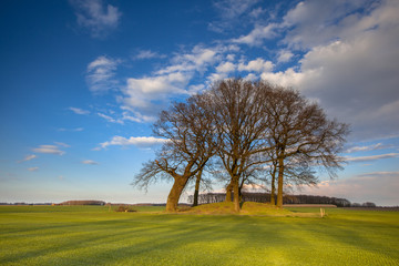 Trees on a tumulus in a bright colored landscape