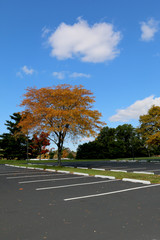 empty parking lot trees in autumn