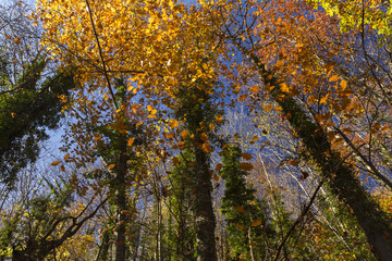 Obraz premium autumn forest