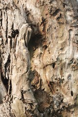 Old Wood Tree Texture Background Pattern