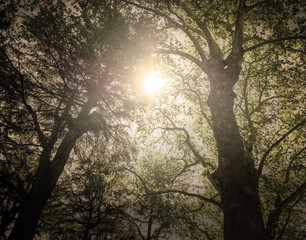 Abstract dark forest or jungle with light ray beam background