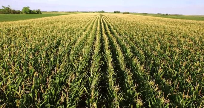 Aerial flight over corn  plant field 
