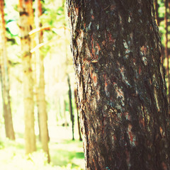Bark of Pine Tree. Coniferous Forest in Morning Sunlight