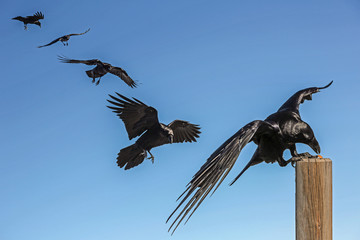 Rabe im Anflug