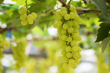 Fresh green grapes on vineyards Tak ,Thailand. - 95599658