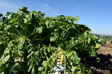 Japanese radish field