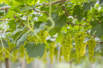 Fresh green grapes on vineyards Tak ,Thailand.