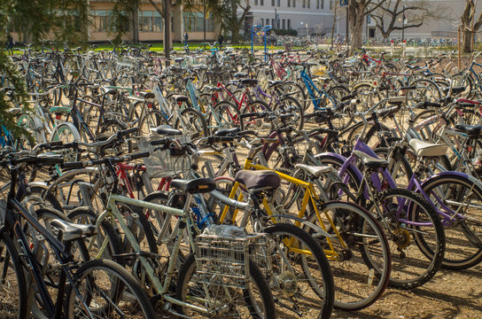 Fototapeta Bikes at UC Davis campus