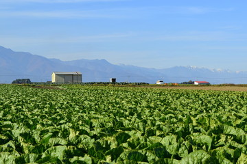 Fototapeta na wymiar Napa cabbage field