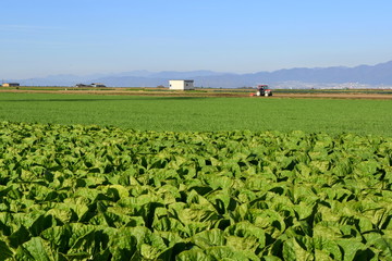 Fototapeta na wymiar Napa cabbage field