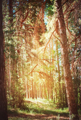 Branches of Coniferous in Sun Rays. Fairy Tale Forest. Toned