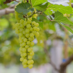 Fresh green grapes on vineyards Tak ,Thailand.