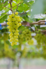Fresh green grapes on vineyards Tak ,Thailand.