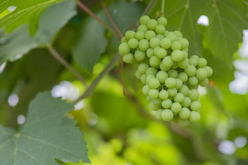 Young green grapes on vineyard Tak ,Thailand.