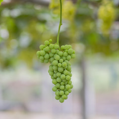 Young green grapes on vineyard Tak ,Thailand.