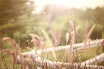 Fototapeta premium Beautiful grass flower with sunset background.