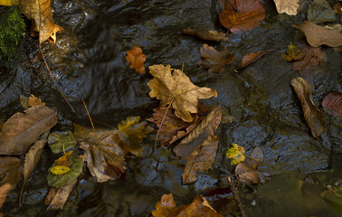 leaves covered by water