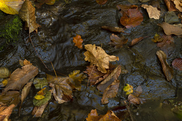 leaves covered by water