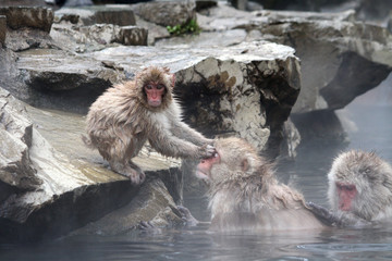 Obraz premium 地獄谷の猿