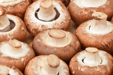 Fresh, raw and whole champignon (True mushroom)