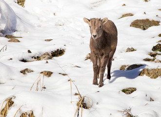 Baby Bighorn Sheep - Curious.