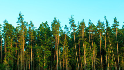 Trees against the blue sky.