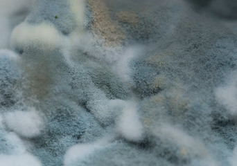 Texture of blue mold. Macro view 