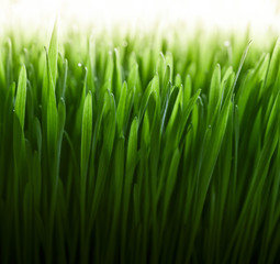 Fototapeta na wymiar Fresh green wheatgrass