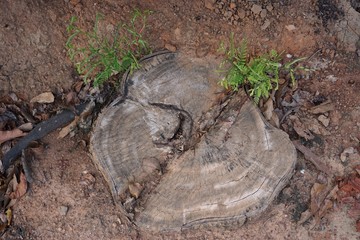 stump of tamarind tree