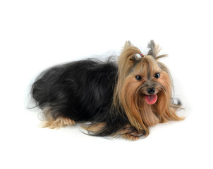 yorkshire terrier isolated on white