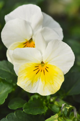 Violas Yellow White
