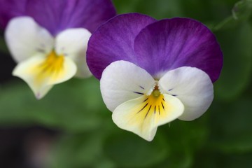 Violas Yellow Purple