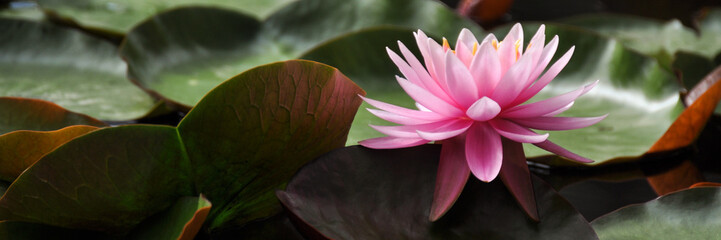 Water Lily Pink