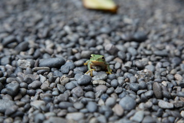 A frog
