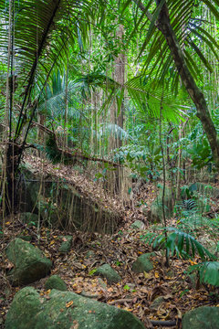 Fototapeta Wild tropical jungle