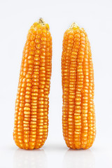 Dried corn on white background