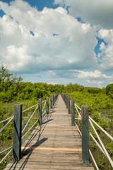 Fototapeta na wymiar Wooden Bridge in mangrove forest.