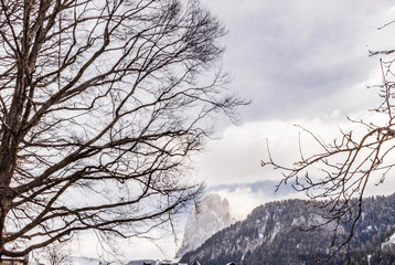 tree branches on snowy Alps