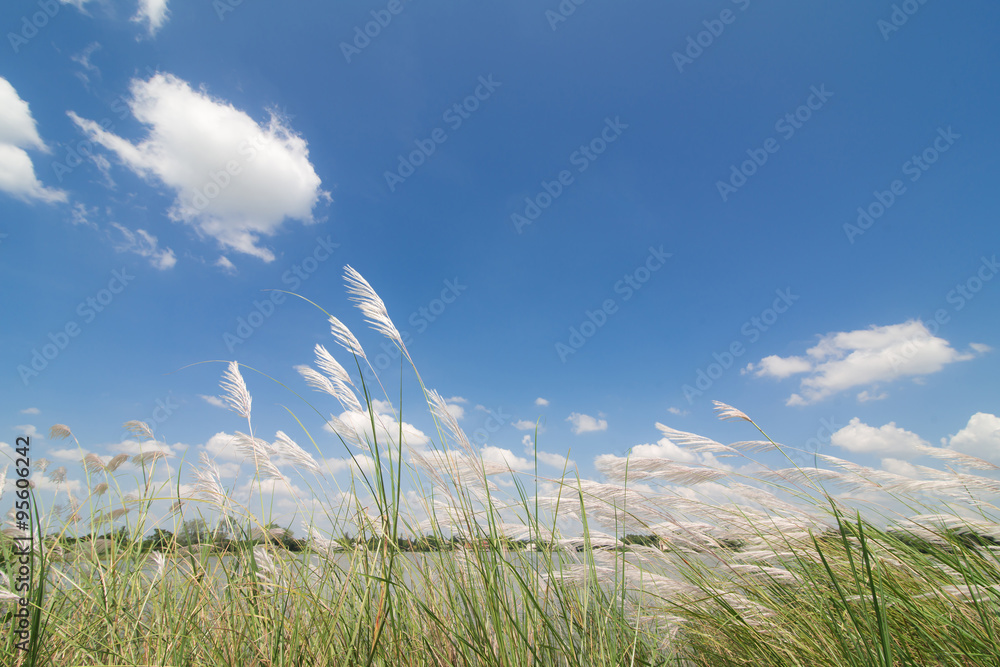 Canvas Prints spring or summer abstract nature background with grass and blue